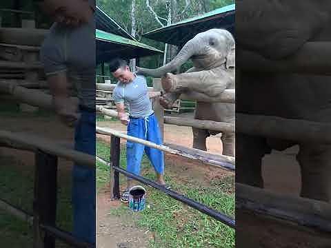 Playful baby elephant pokes guy with his trunk